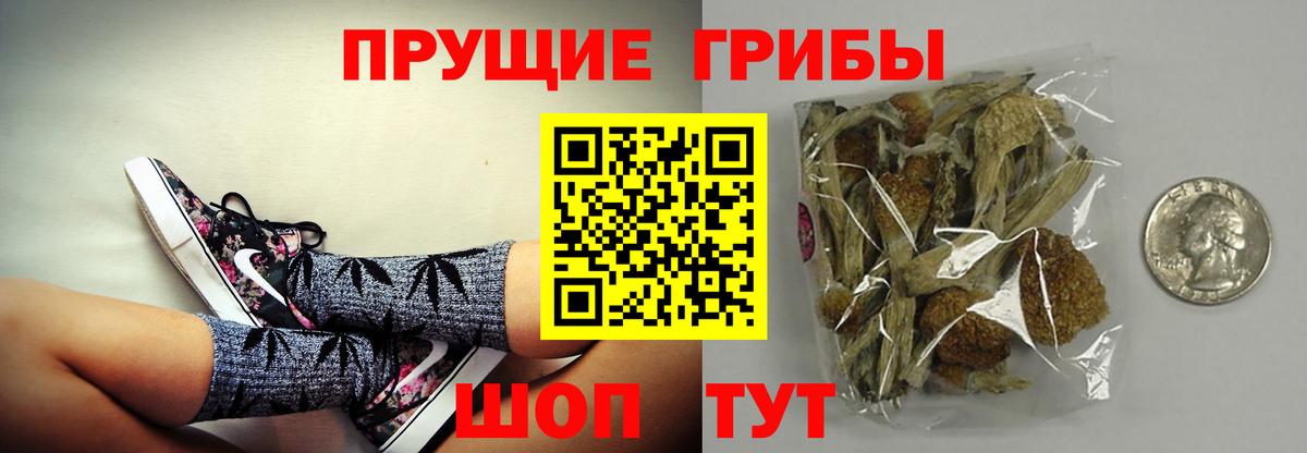 Псилоцибиновые грибы Psilocybe Минеральные Воды